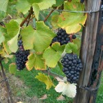 grape-vines